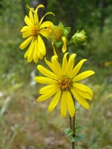 Starry Rosinweed, Southern Rosinweed, Silphium asteriscus